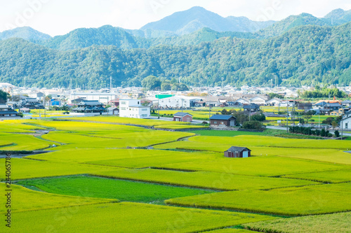 田園