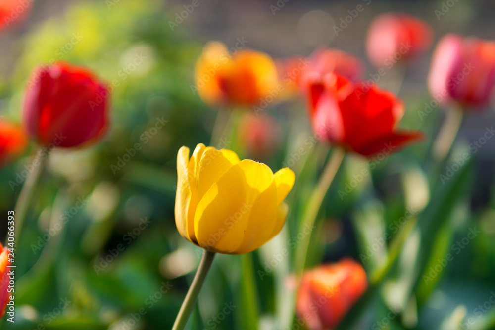 yellow Tulip on red background . spring flowers yellow Tulip on red background . spring flowers