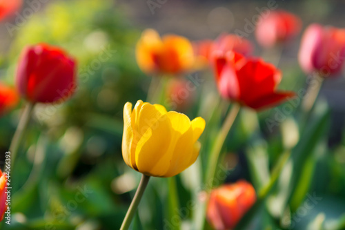 yellow Tulip on red background . spring flowers