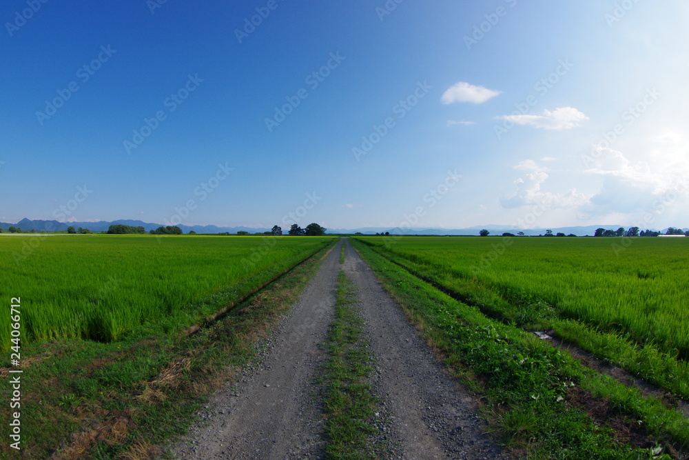 青空の下、生い茂った田んぼの中を通る一本道