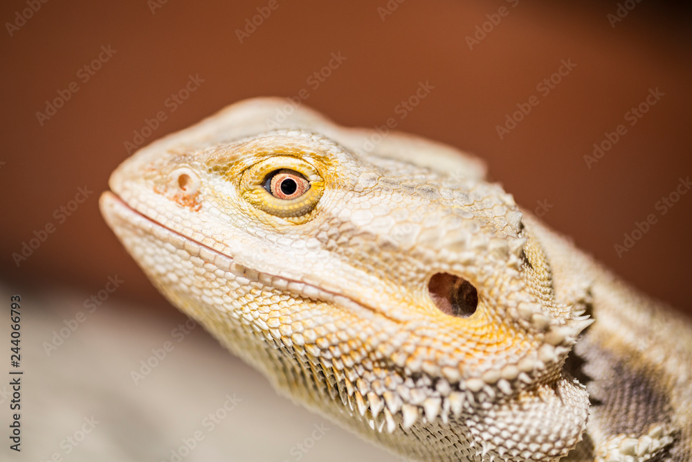 closeup of lizard