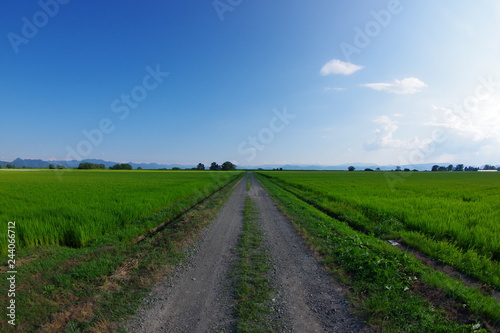 青空の下、生い茂った田んぼの中を通る一本道