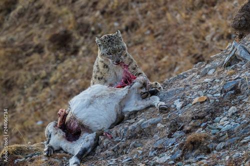 Snow leopard feeding on Blue sheep China photo