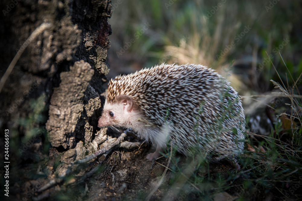 Naklejka premium hedgehog in the grass