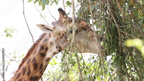 giraffe eating, high definition, Full HD, 1920x1080
