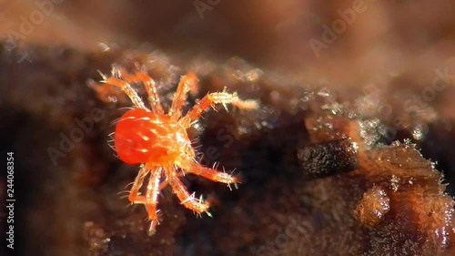 Rote Raubmilbe putzt sich