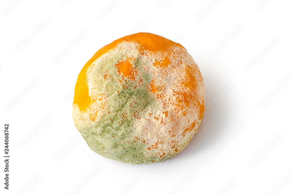 Rotten citrus. Penicillium mold on a mandarin fruit. Microscopic fungi producing penicillin antibiotic Rotten citrus. Penicillium mold on a mandarin fruit. Microscopic fungi producing penicillin antibiotic