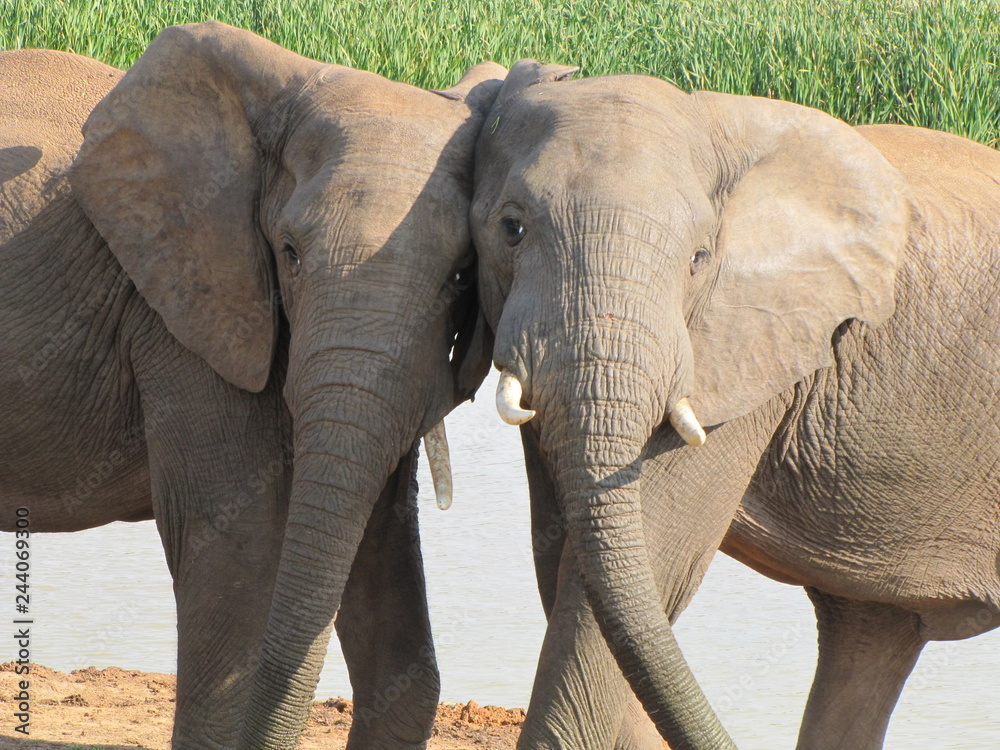 Fototapeta premium Verspielte junge Elefanten im Addo Elephant Park in Südafrika