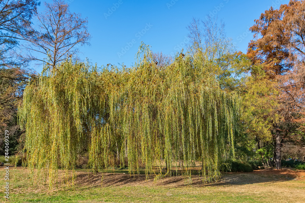 Fototapeta premium Weeping willow tree or Babylon willow (Salix Babylonica) in a park