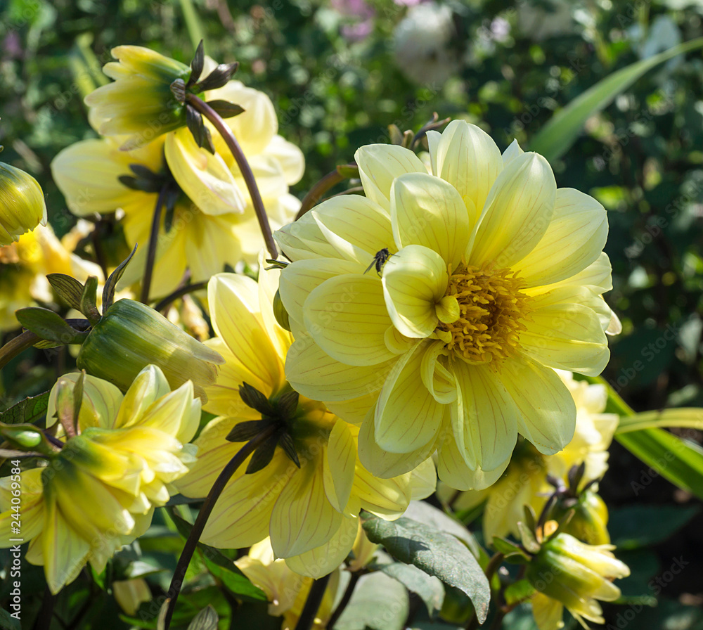 Background from beautiful colour of the dahlia Background from beautiful colour of the dahlia