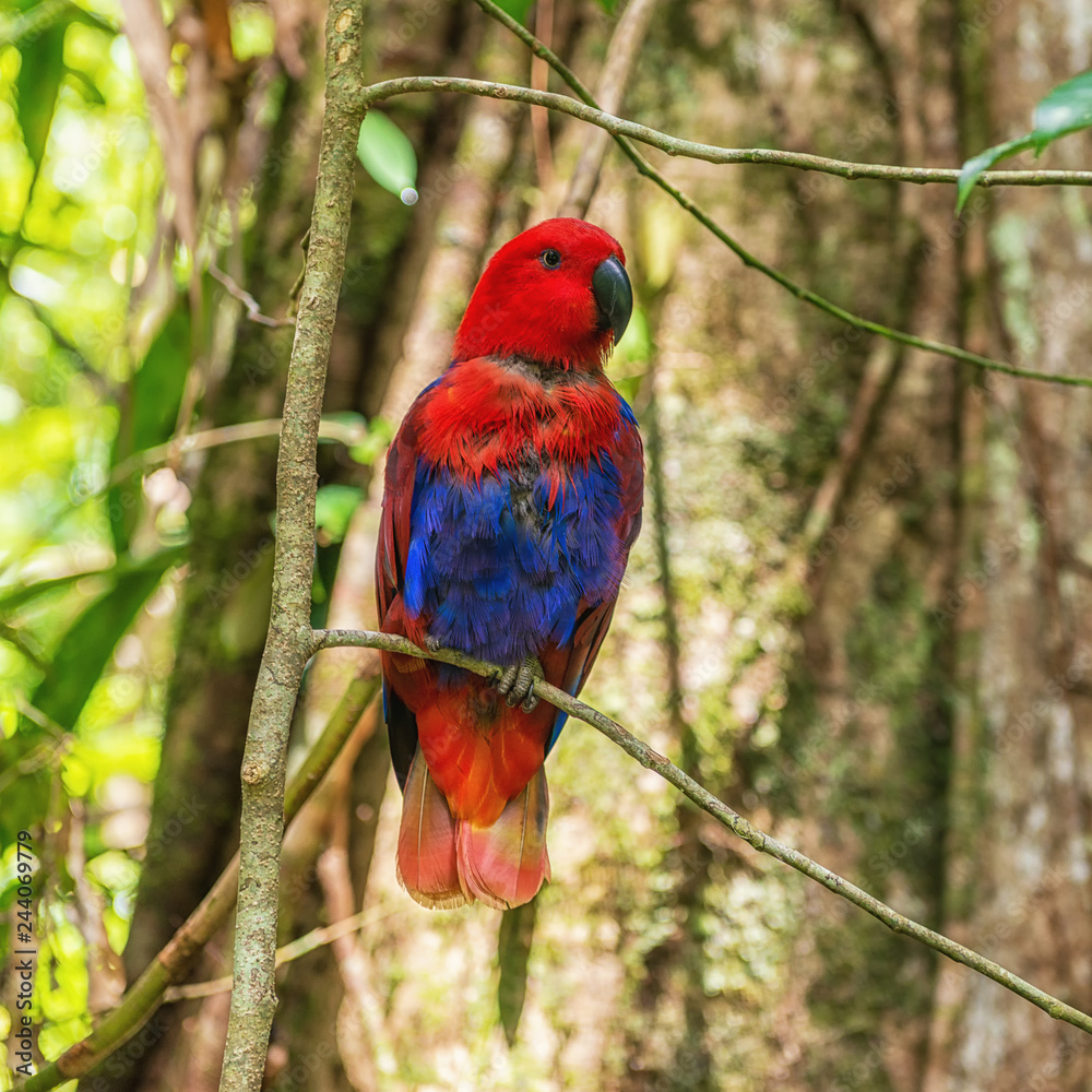 Fototapeta premium Beautiful parrot, Daintree rainforest, Queensland, Australia