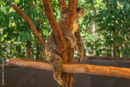Canvas Print Sweet Koala Sleep, Queensland, Australia