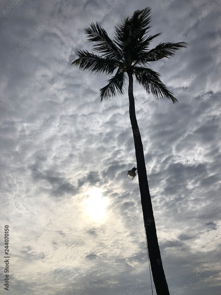 Fototapeta palmy na tle niebieskiego nieba i chmur