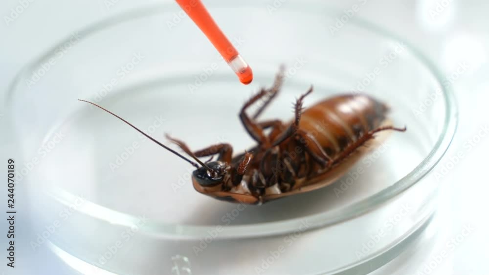Scientist Cockroach A scientist is testing a new insecticide on a cockroach Stock ビデオ ...