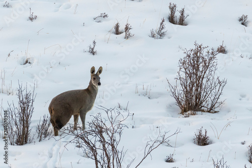 Forest Musk deer photo