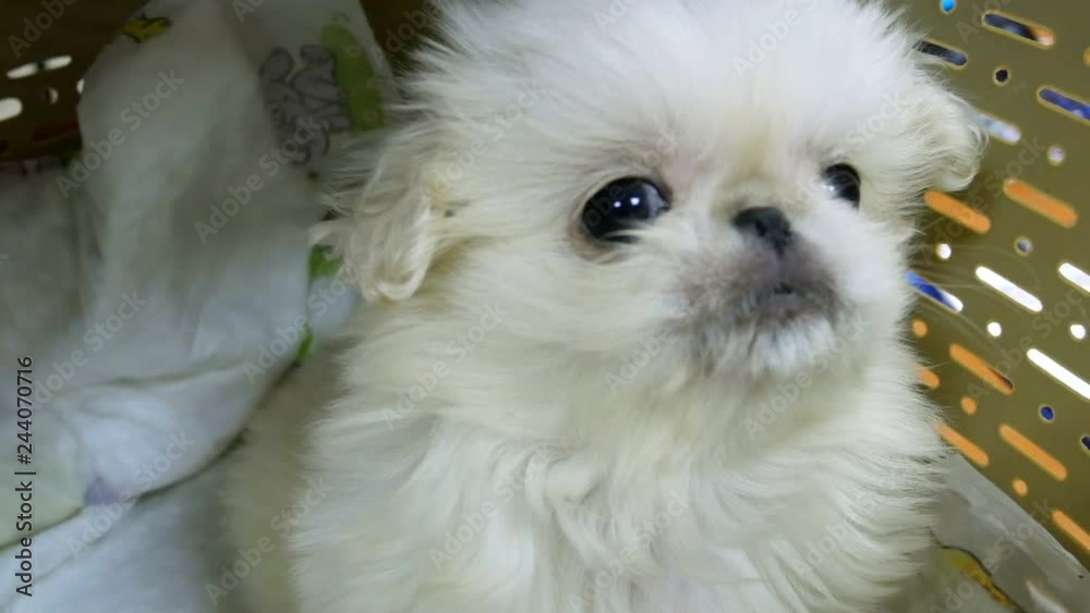 Little fluffy Pekingess puppy sits in a pet carrier and looks around. Little fluffy Pekingess puppy sits in a pet carrier and looks around.
