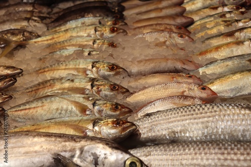 fresh fish in the market