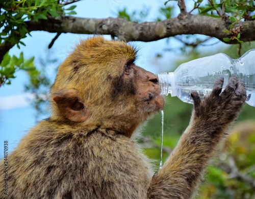 Gibraltar top of the rock ape: water on a hot summer day 
