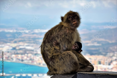 Wild apes in Gibraltar - mother´s love  © Jana