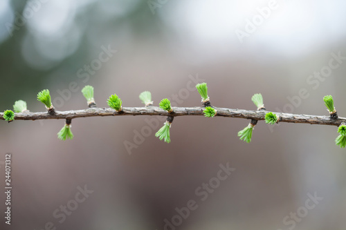 Beautiful floral spring time background. Greenery green fir tree branch with buds and small needles. Close-up, shallow depth of field