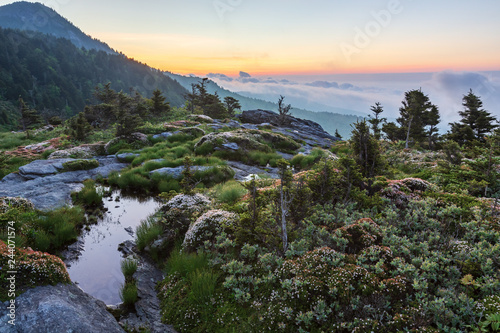 Alpine Plants And Mountain Top At Sunrise