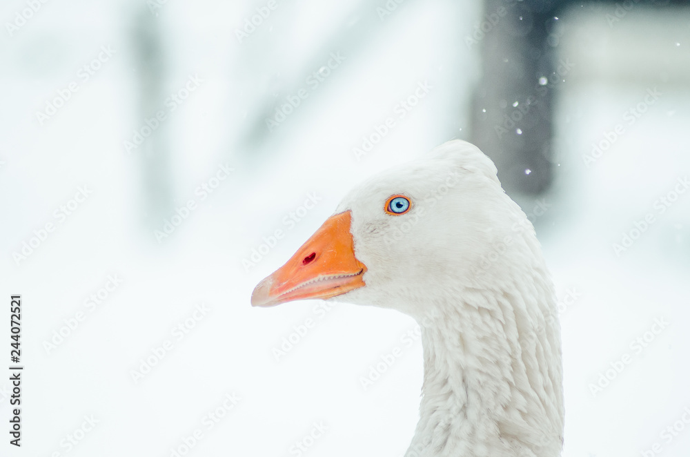 Portrait of a goose on a snowy winter day Portrait of a goose on a snowy winter day