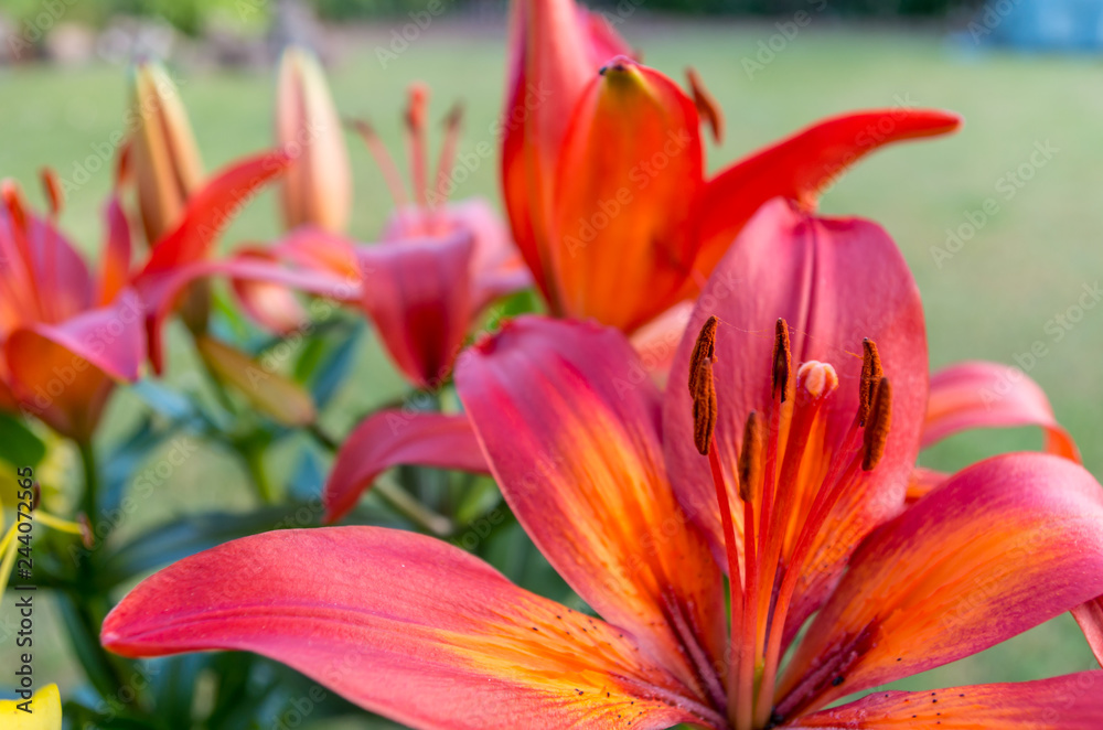 Lilienblüte rot