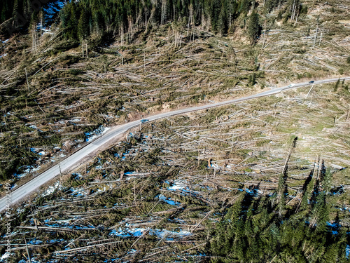 Trentino Alto Adige, Lavazè, foresta verticale dopo il passaggio del ciclone Vaia il 29 ottobre 2018 photo