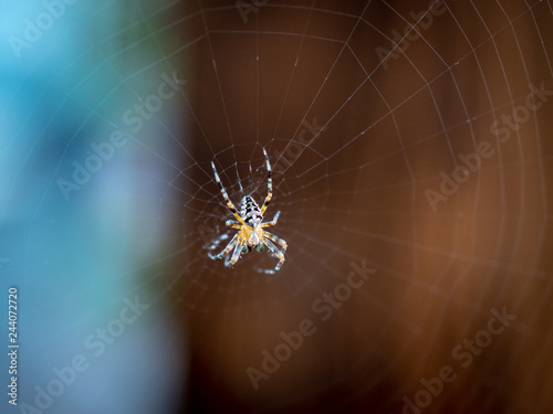 Spider Araneus on the Web