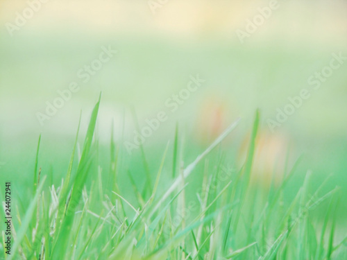  Soft pastel background with spring green grass