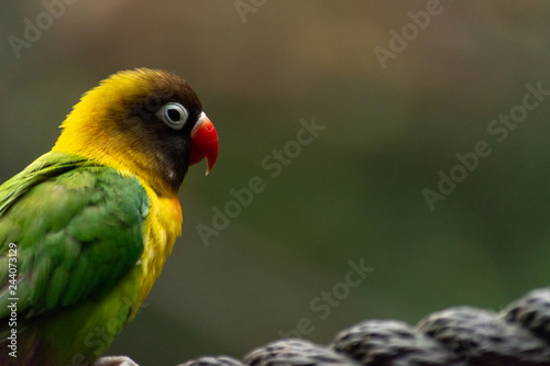 side profile portrait shot of isolated love bird on a rope with a blurry background 