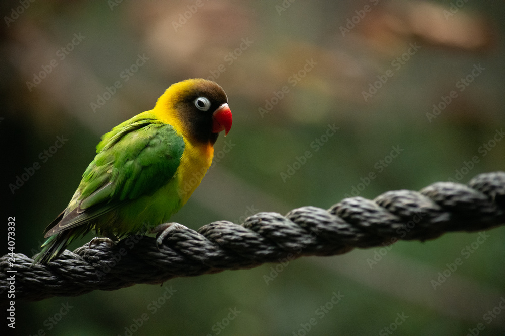 side profile portrait shot of isolated love bird on a rope with a blurry background 