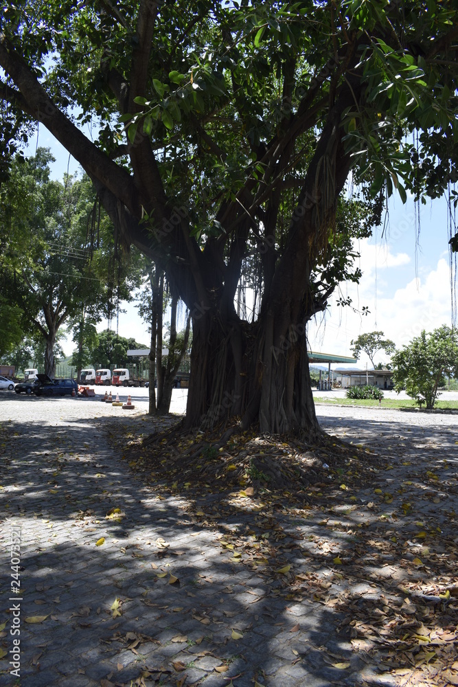 Árvore figueira em praça pública