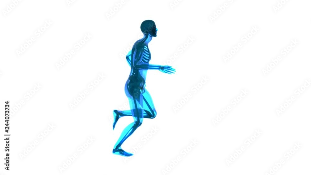 x ray 3d rendered skeletal medical animation x ray 3d rendered skeletal medical animation
