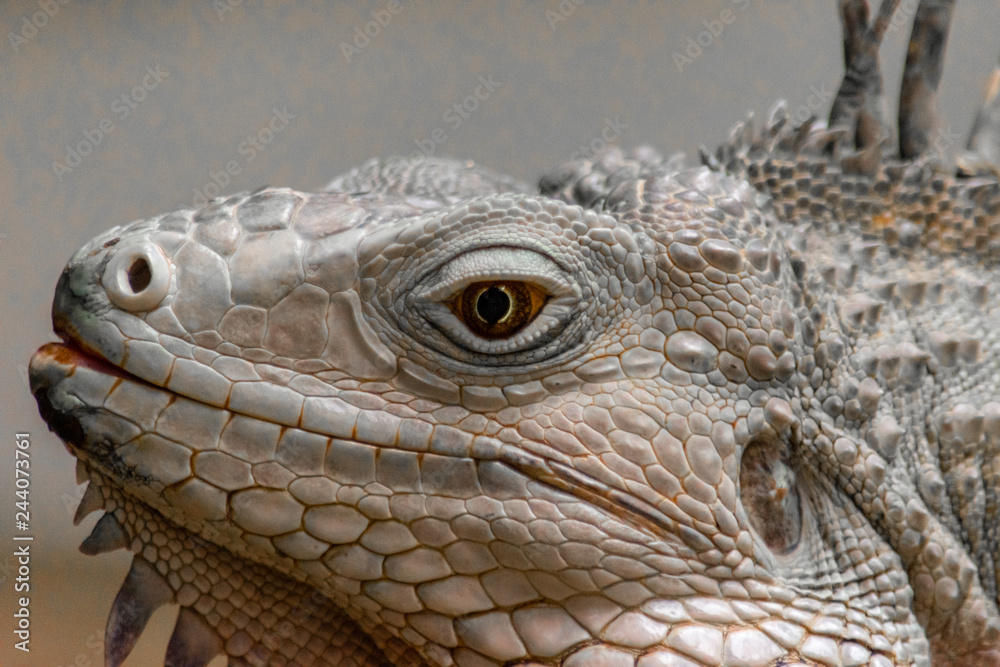 Fototapeta premium closeup side profile headshot of tropical iguana