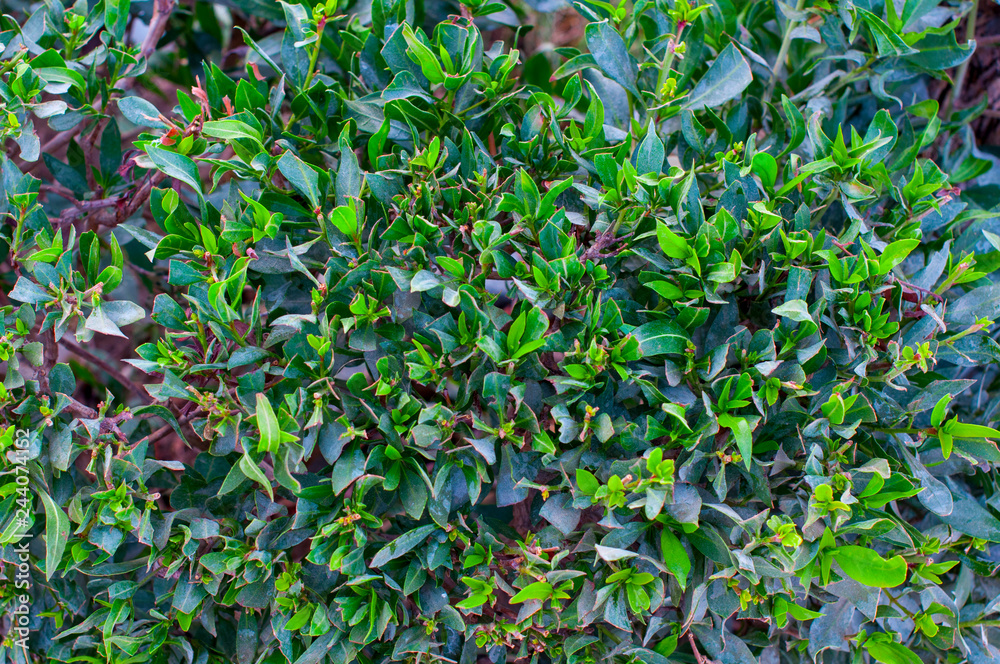 Holly Bush, trimmed round shrub, outside, near a brick wall