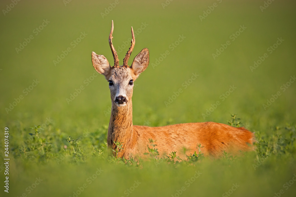 Roe deer, caprelous capreolus, buck in clover with green blurred background. Male deer roebuck in summer with soft evening light. Colorful wildlife scenery. Roe deer, caprelous capreolus, buck in clover with green blurred background. Male deer roebuck in summer with soft evening light. Colorful wildlife scenery.