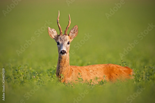 Roe deer, caprelous capreolus, buck in clover with green blurred background. Male deer roebuck in summer with soft evening light. Colorful wildlife scenery.