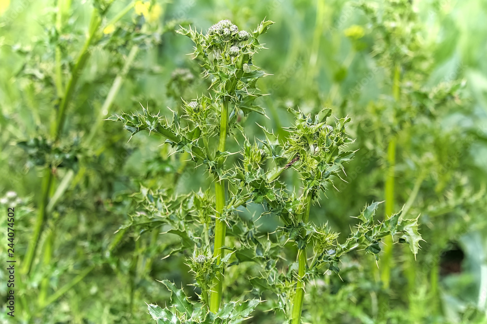 Closeup of the stems and leaves of Canada Thistle Closeup of the stems and leaves of Canada Thistle