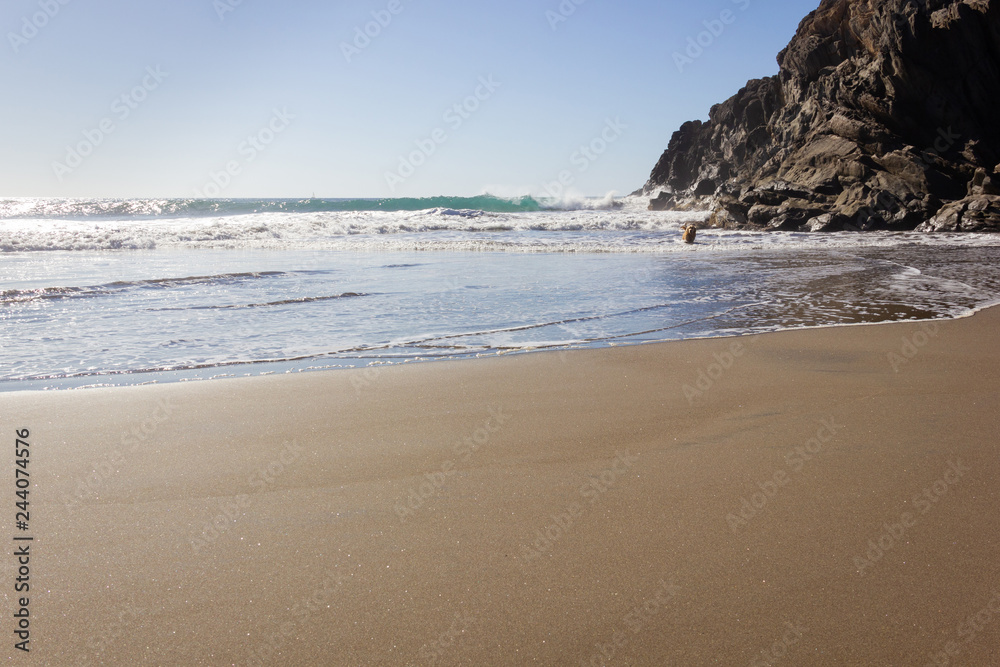 Golden retriever walking on sand by rocky beach on sunny day. Brown dog coming out of water on rough sea