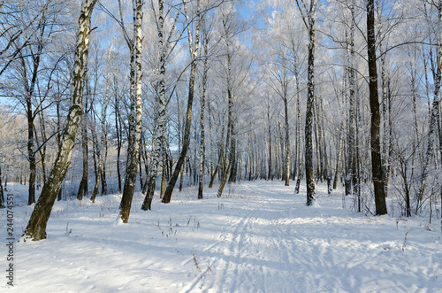 Picturesque winter birch grove in hoarfrost