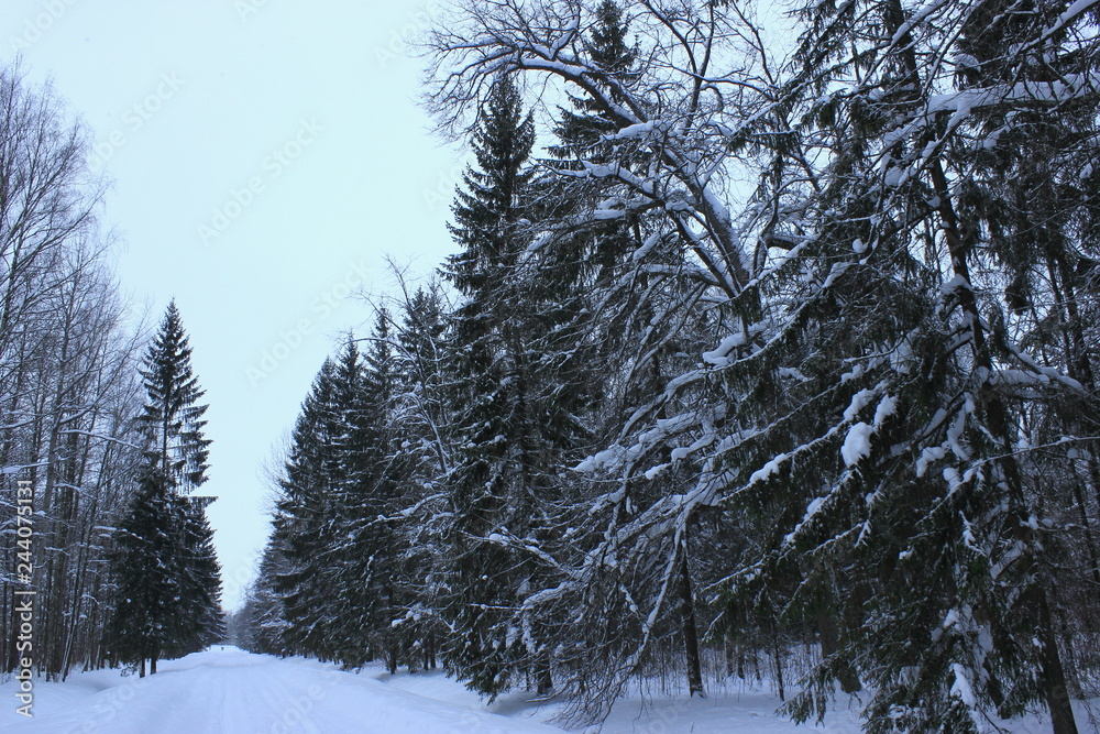 Sunless winter forest Sunless winter forest