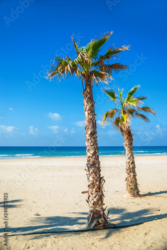 Palm trees on the sand on the jogger of the sea. Summer vacation, tourism. © romankrykh