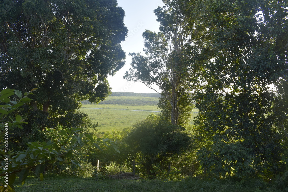 Horizonte verde cercado por floresta tropical Horizonte verde cercado por floresta tropical