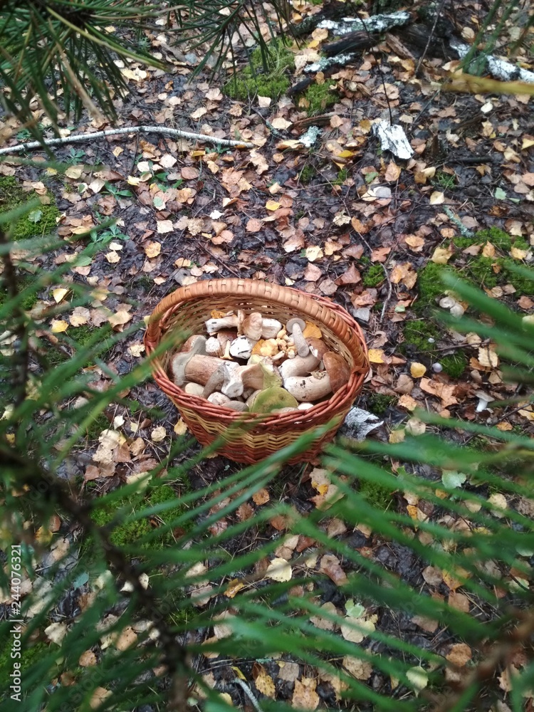 Full basket of mushrooms in the forest Full basket of mushrooms in the forest