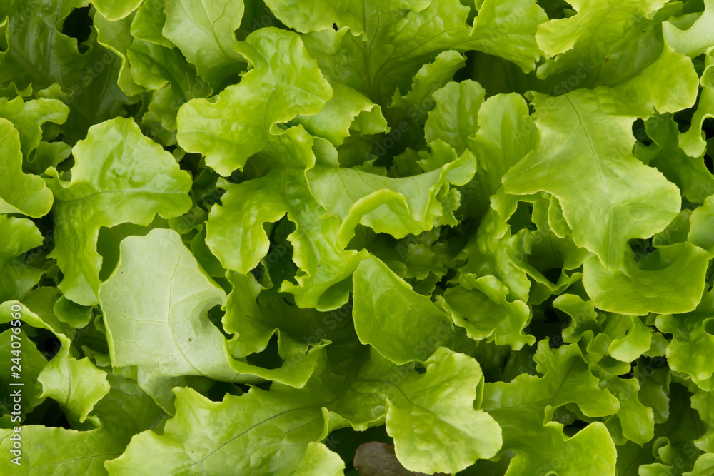 Lettuce in the garden under the summer sun Lettuce in the garden under the summer sun