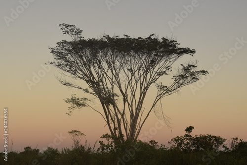 Silhueta de árvore em pôr-do-sol