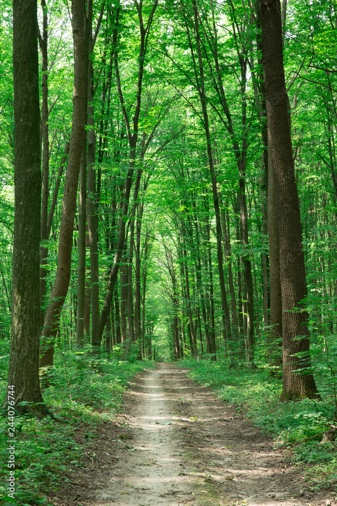 Forest trees. nature green wood sunlight backgrounds Forest trees. nature green wood sunlight backgrounds