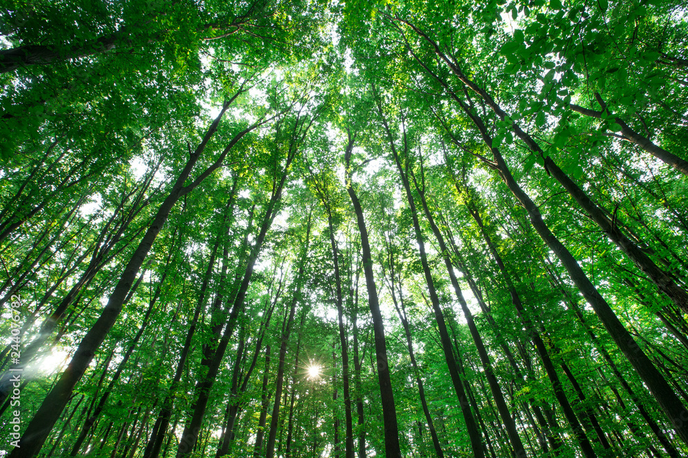 Forest trees. nature green wood sunlight backgrounds Forest trees. nature green wood sunlight backgrounds
