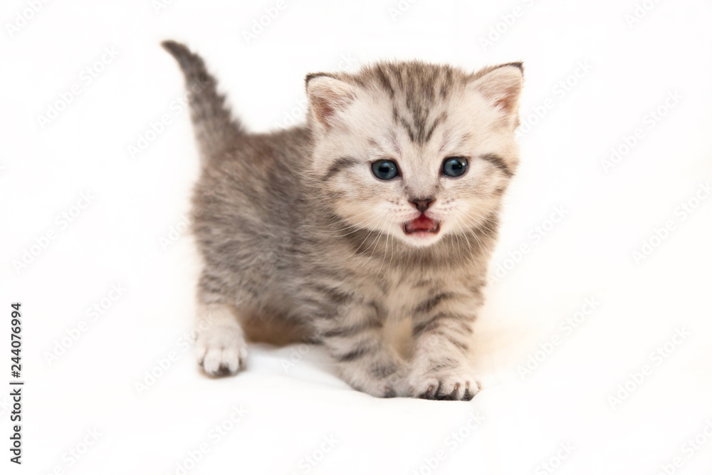 Gray British kitten meows standing in front of the camera on a white background